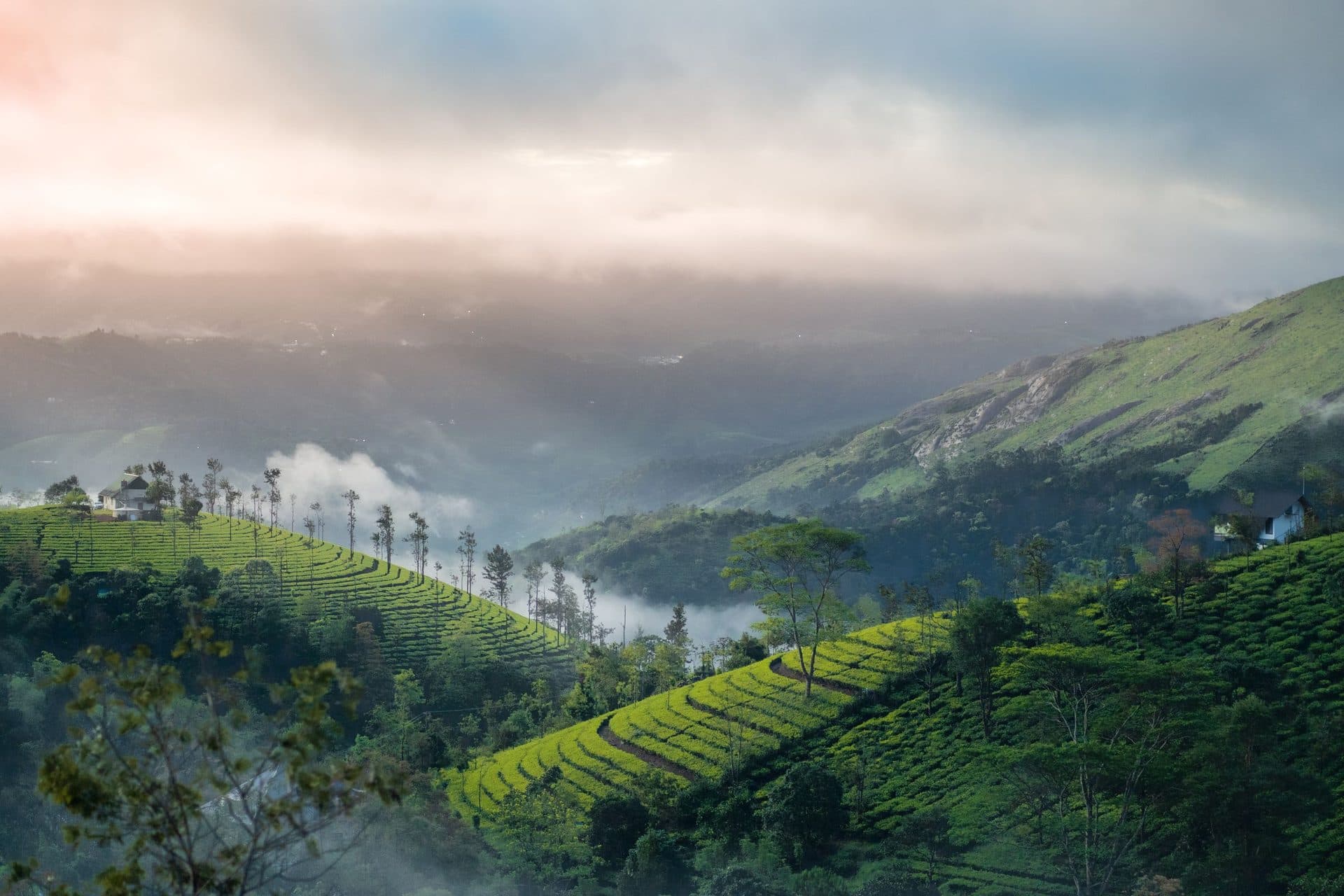 Mist drifts through valleys below terraced tea slopes and hills at sunrise