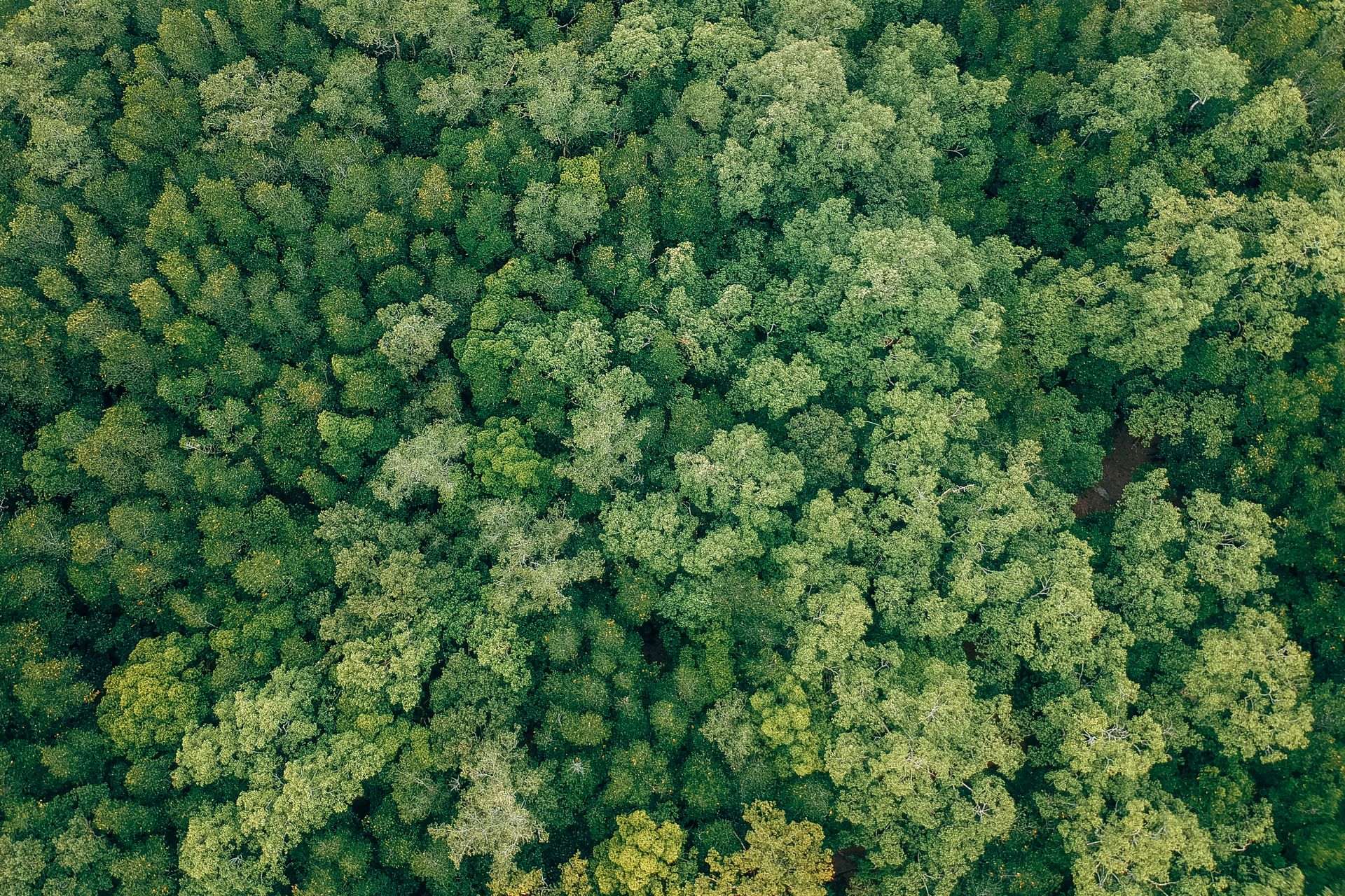 Aerial view looking straight down onto a dense green forest canopy
