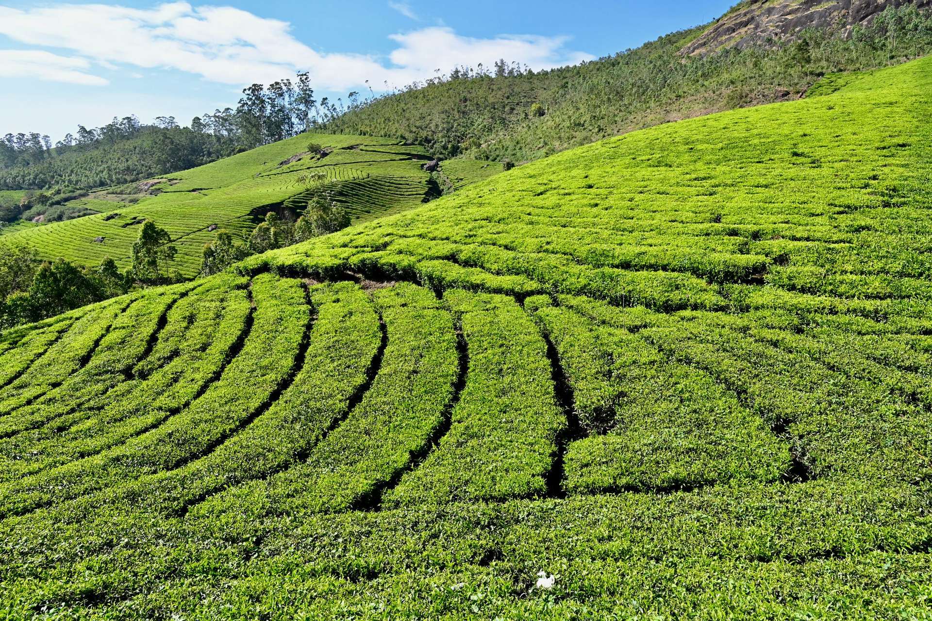 Curving rows of bright green tea bushes cover a sunlit hillside under blue sky