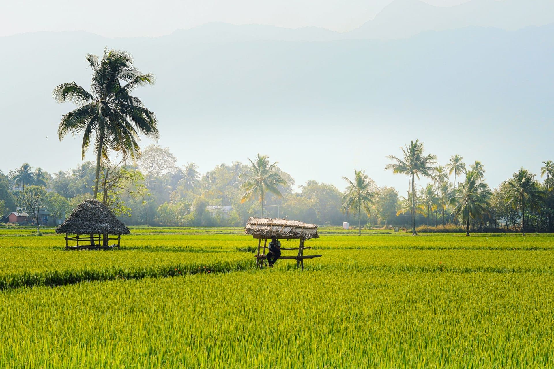 Green rice paddy with thatched shelters and coconut palms in morning haze