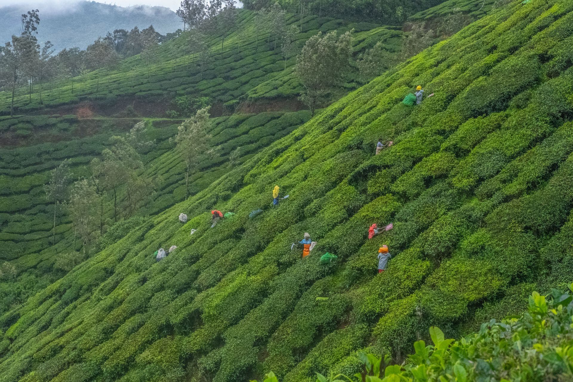 Workers picking tea leaves across a steep green tea estate on a hillside