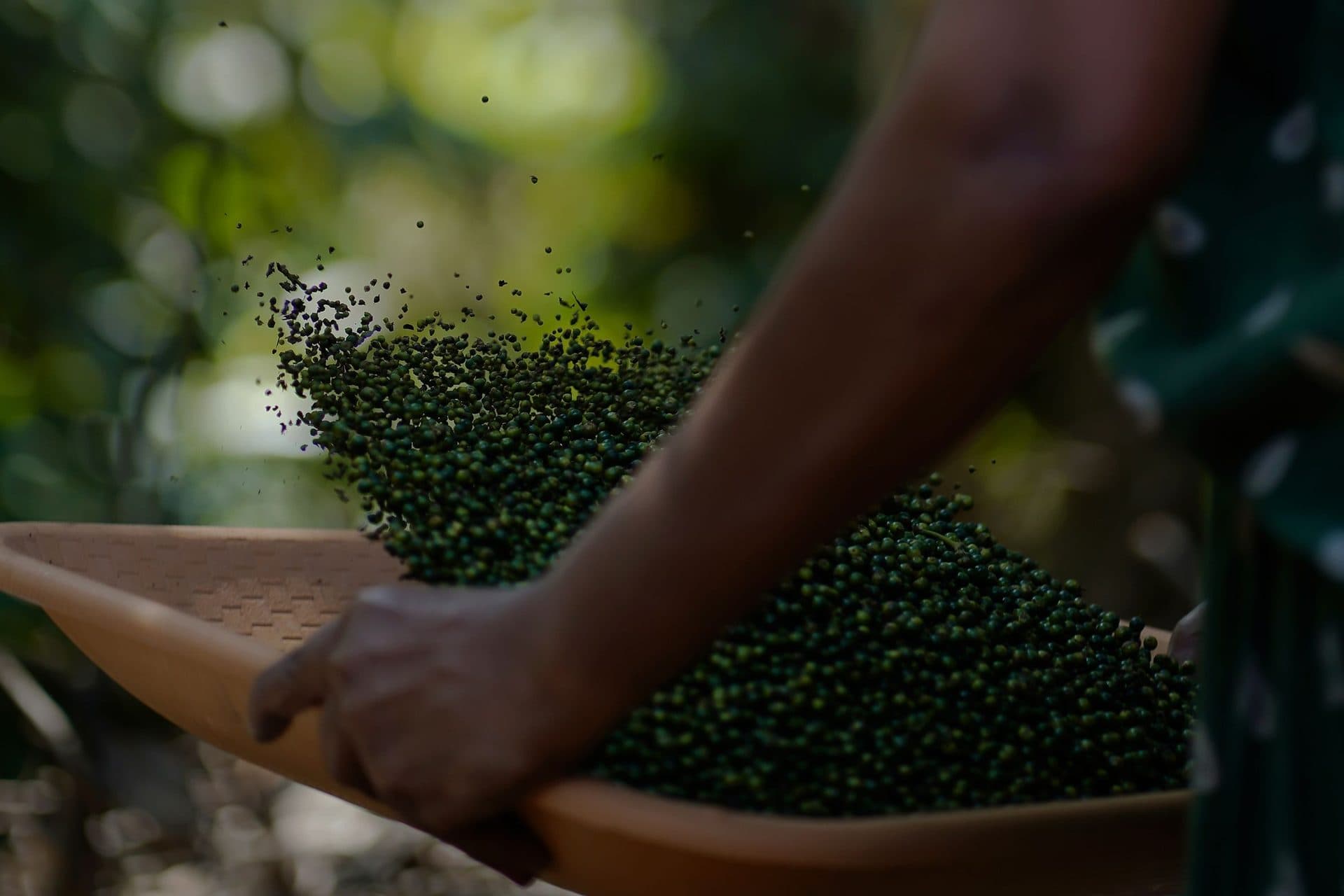A hand winnows fresh green peppercorns in a shallow tray under trees