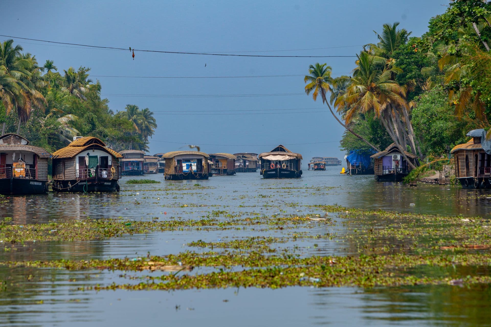 Traditional houseboats moored along a palm-lined backwater channel dotted with floating water plants