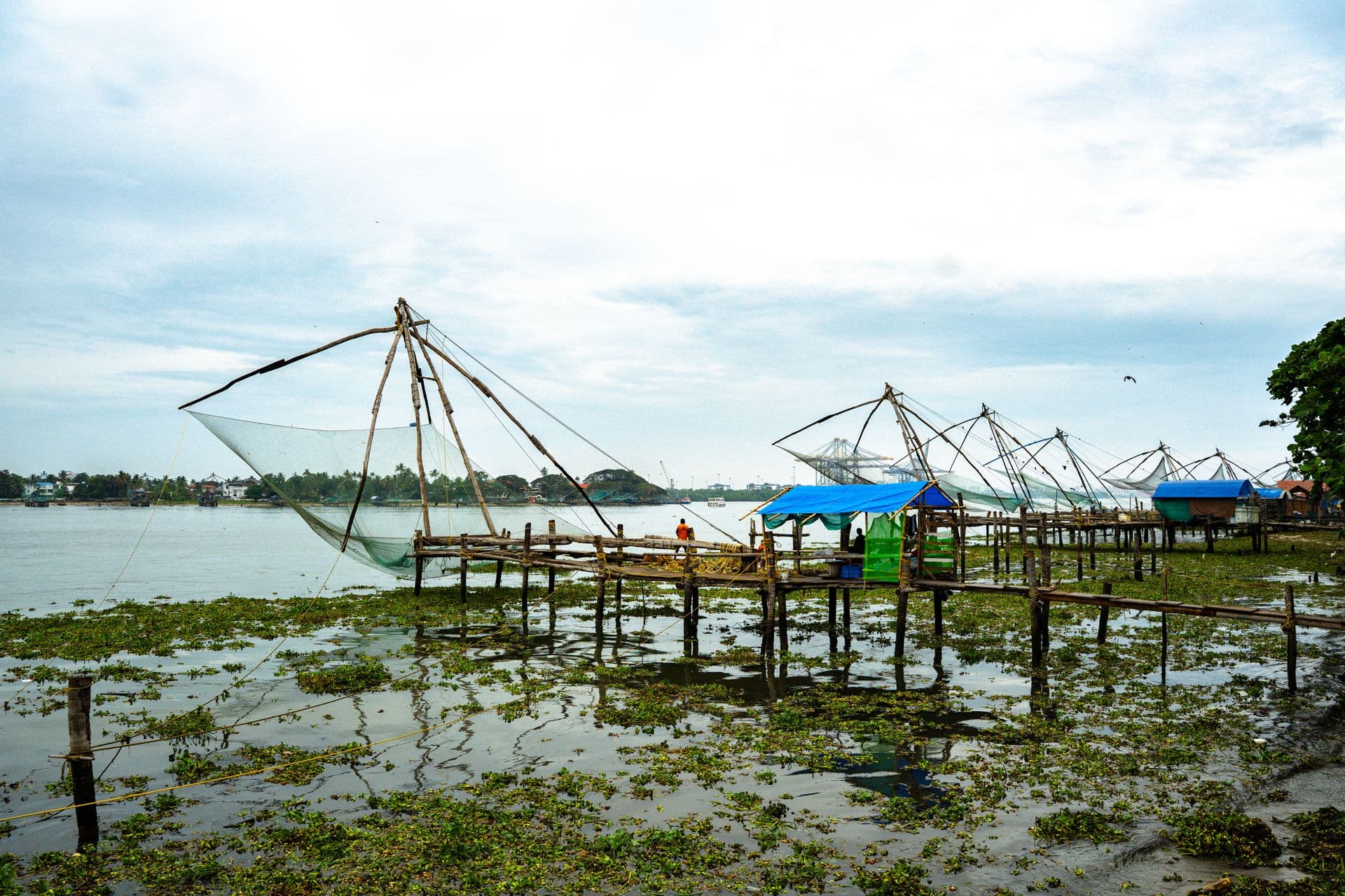 Chinese fishing nets on wooden platforms over water dotted with floating plants under cloudy skies
