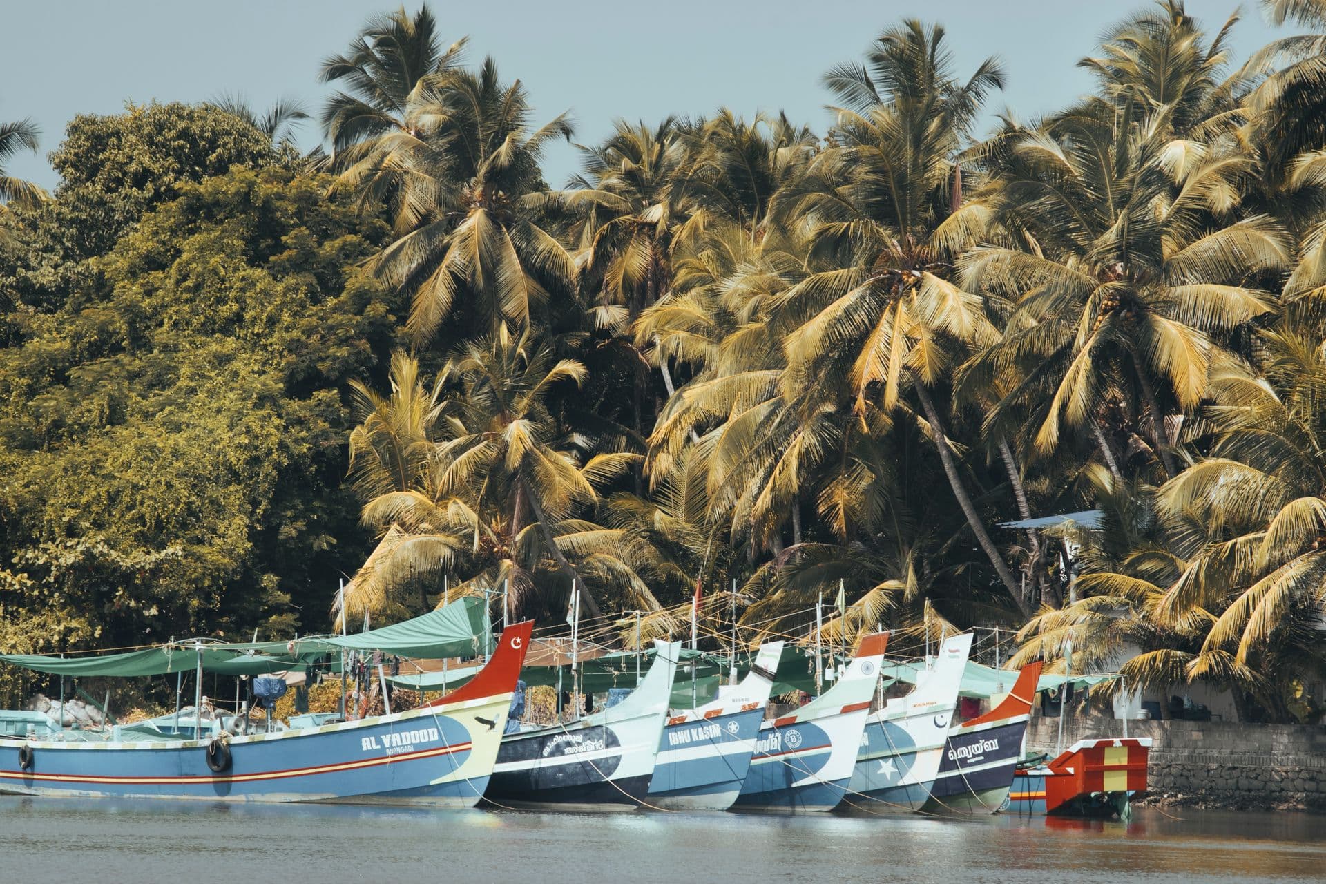Colourful fishing boats moored in a row beneath dense coconut palms along the water