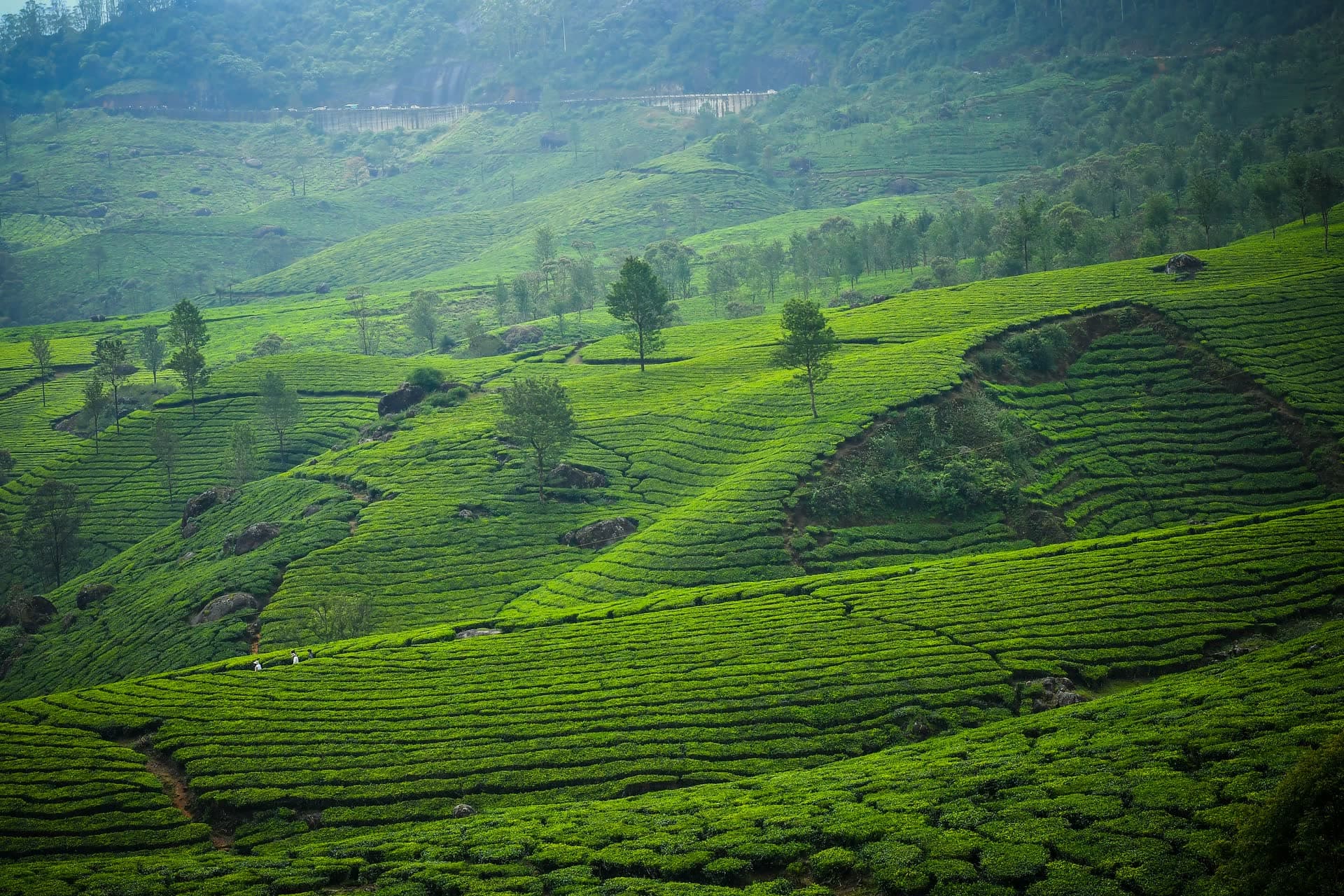 Rolling hills covered in neatly clipped rows of tea bushes with scattered trees in soft mist