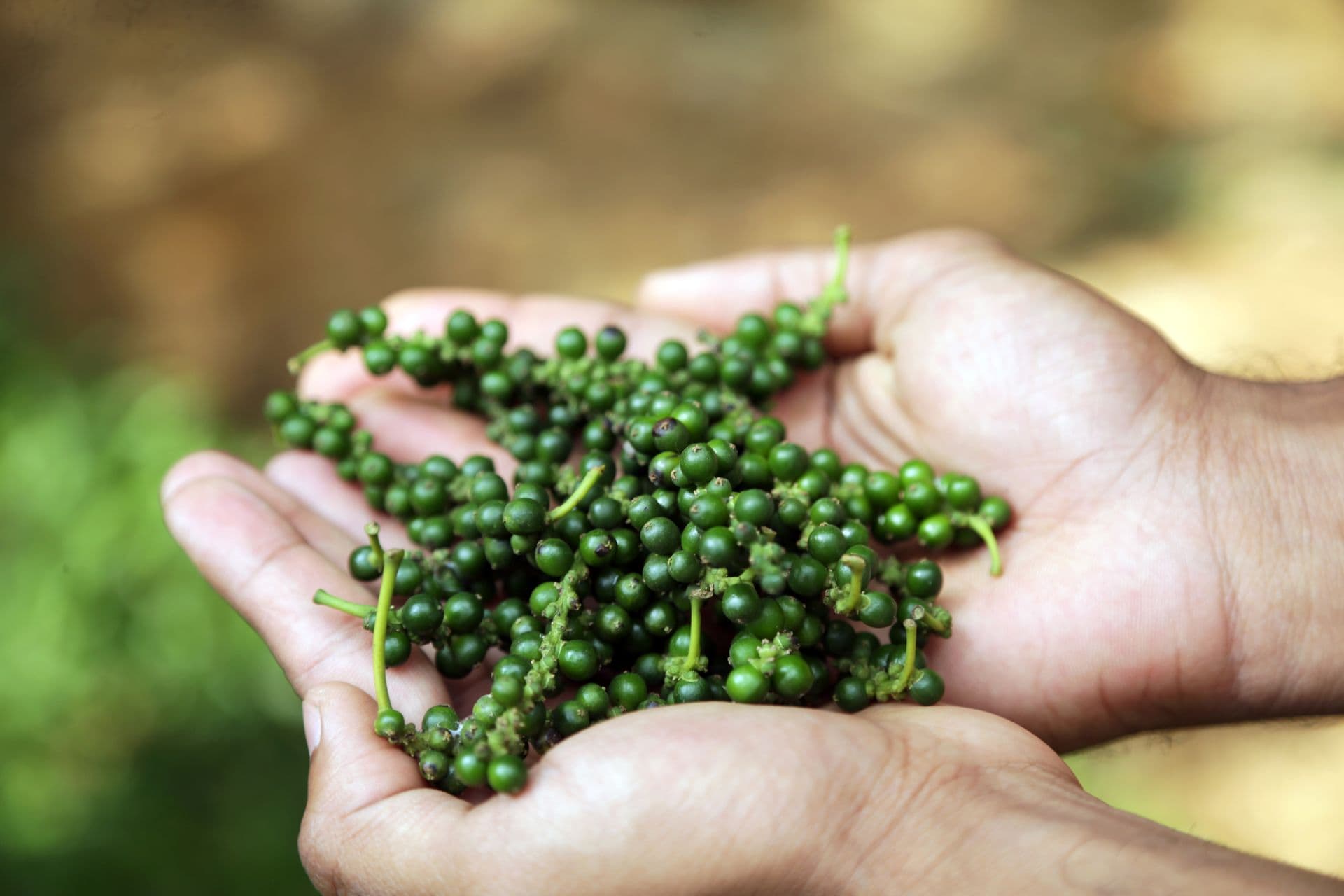 Cupped hands holding a heap of fresh green peppercorn spikes against a blurred green background